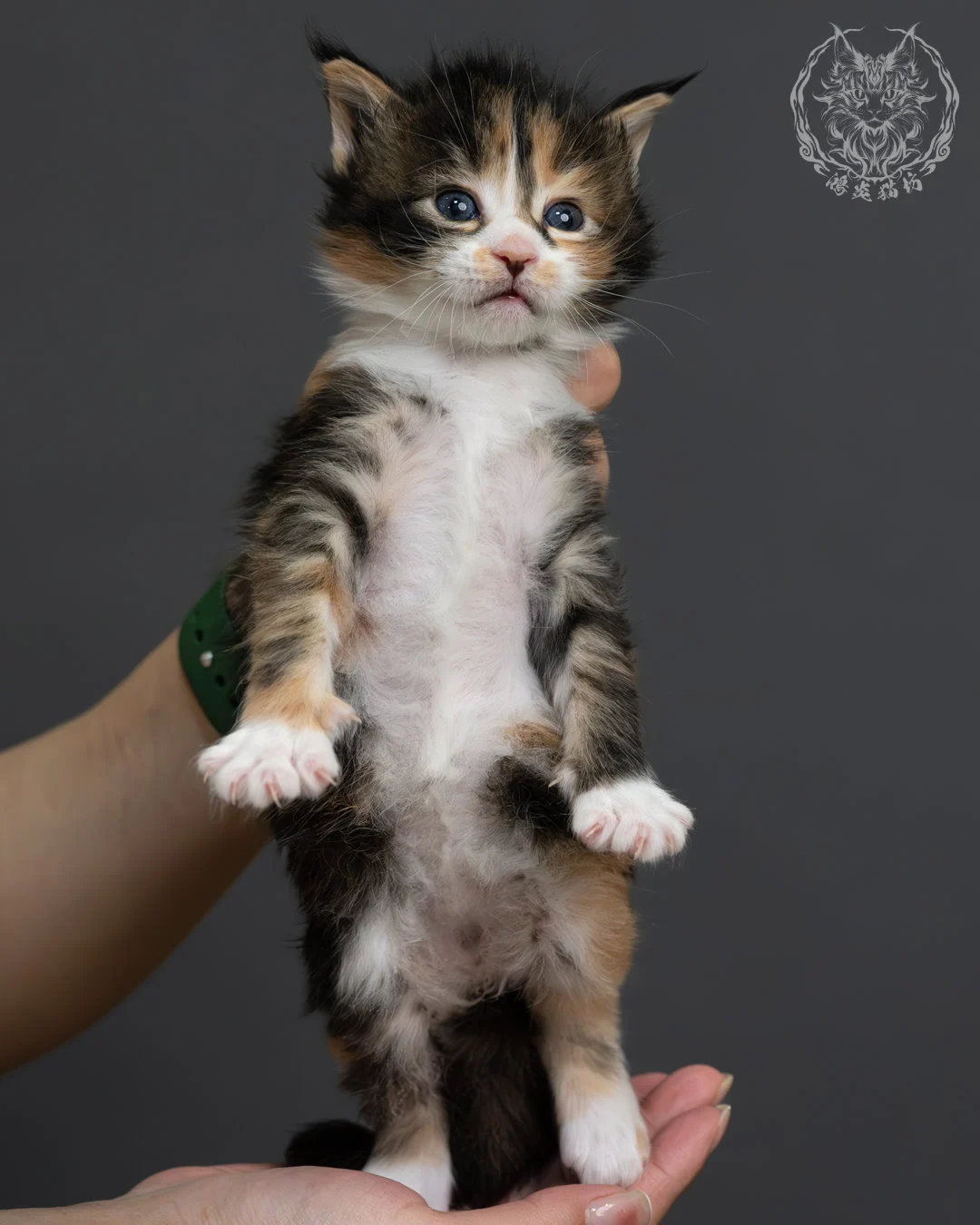 虎斑玳帽緬因貓 4