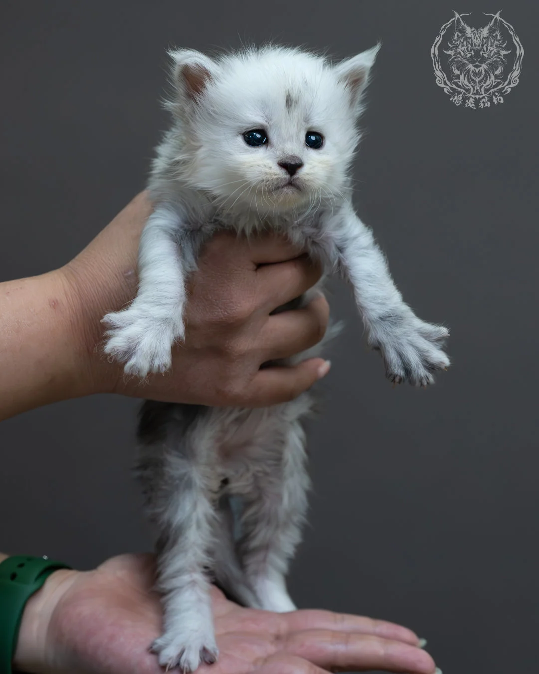 黑高煙緬因貓 1