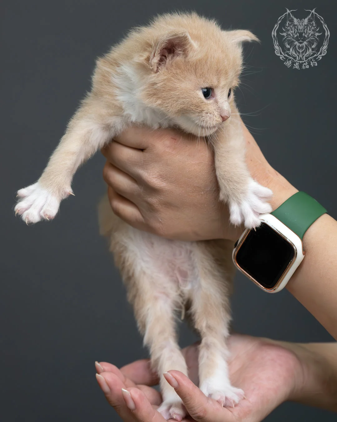 奶油虎斑緬因貓 1