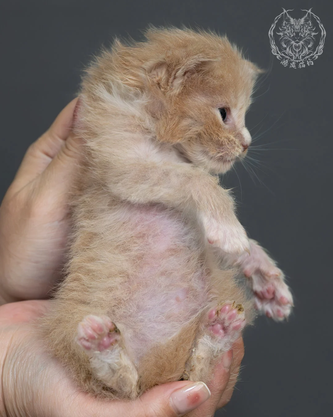 奶油虎斑緬因貓 10