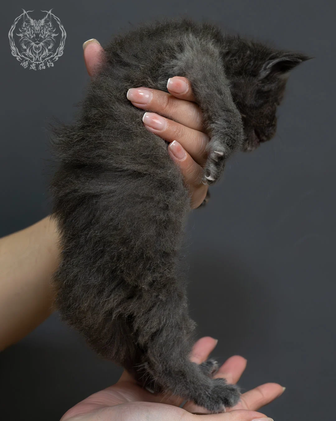 藍煙燻緬因貓 9