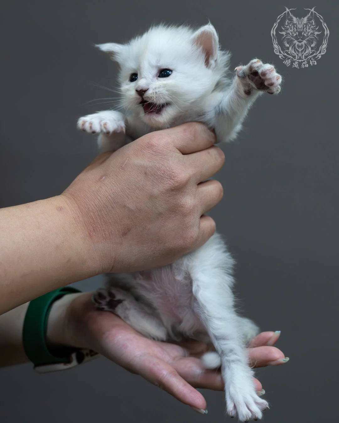 黑銀陰影緬因貓 3