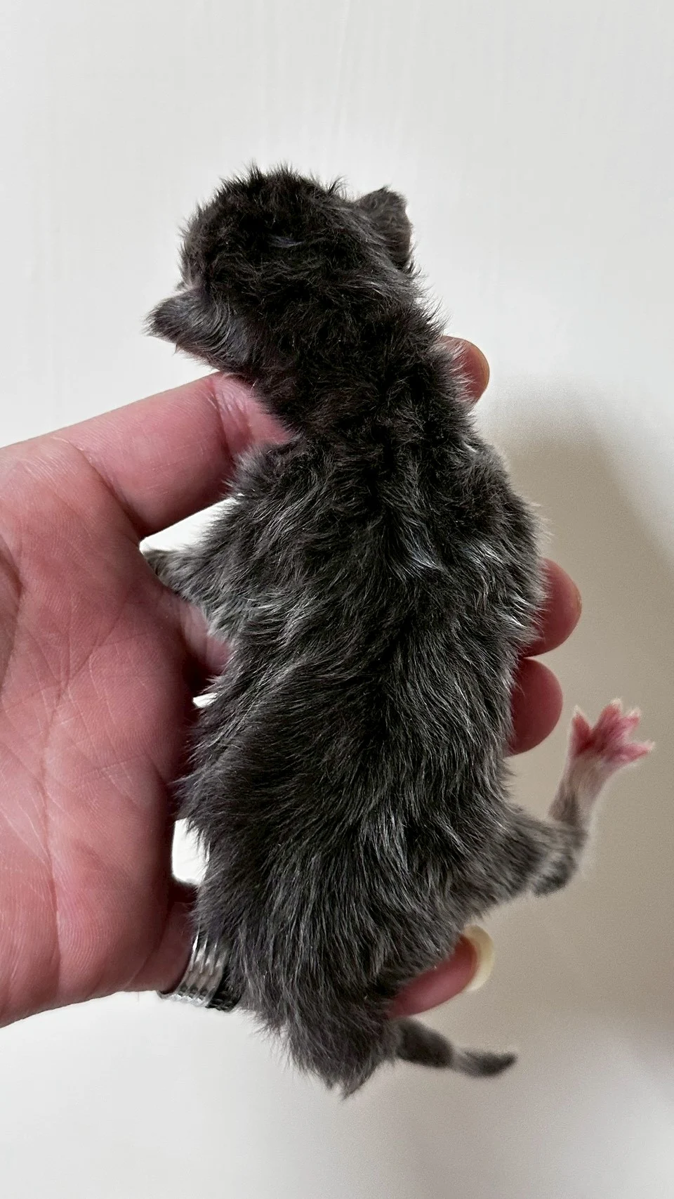 藍虎斑緬因貓1天記錄