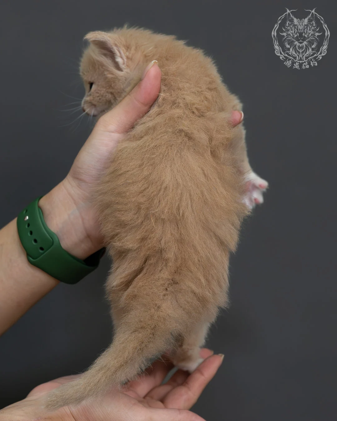 奶油虎斑緬因貓 13