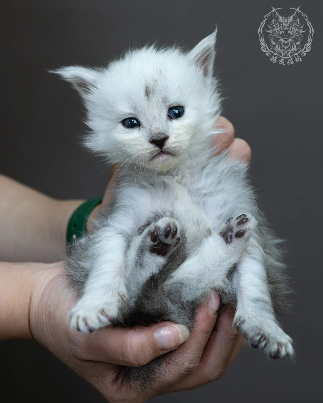 黑高煙緬因貓 14