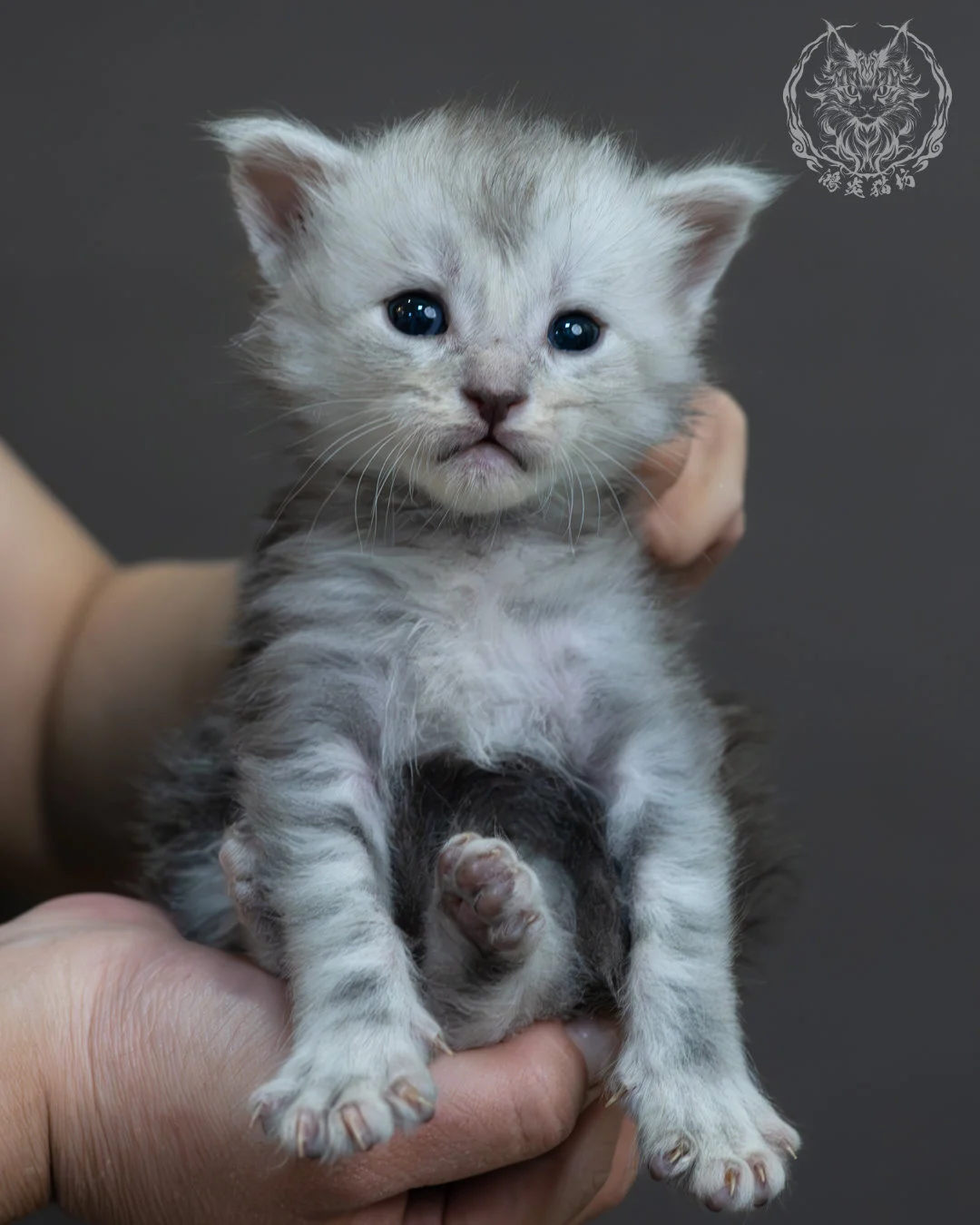 藍銀虎斑緬因貓 10