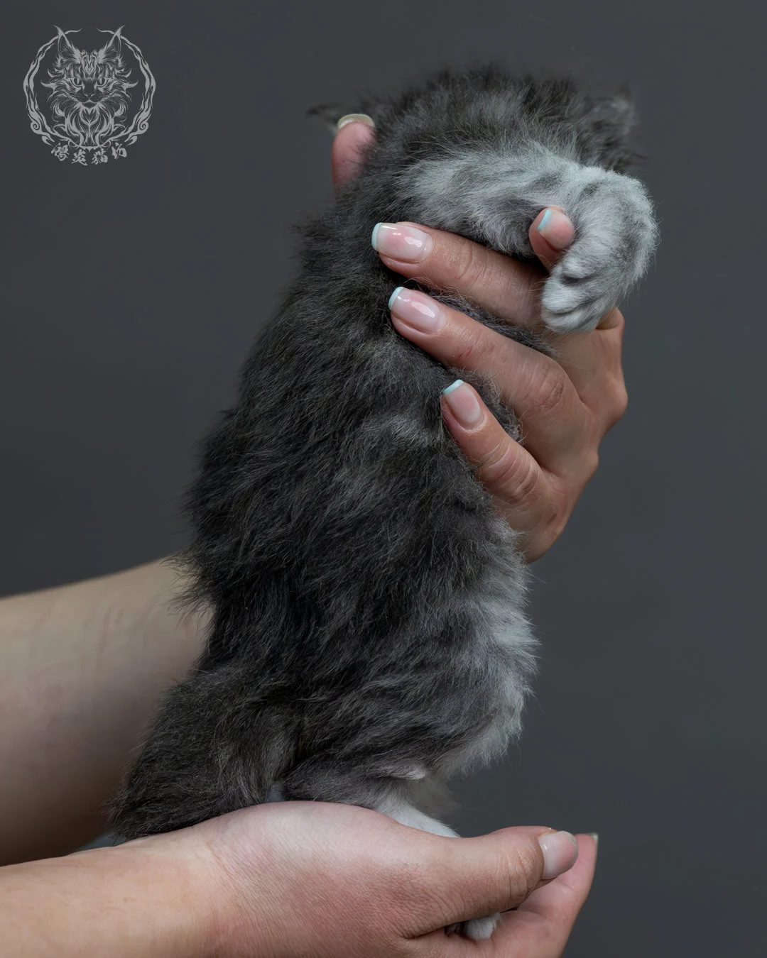 藍銀虎斑緬因貓 6