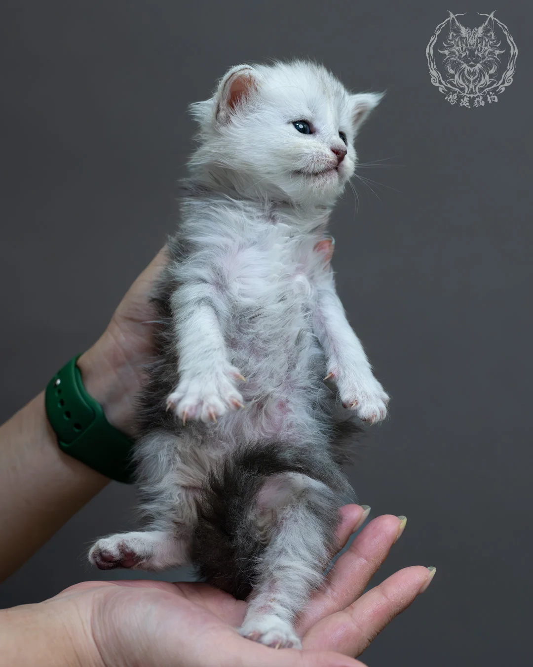 藍銀虎斑緬因貓 9