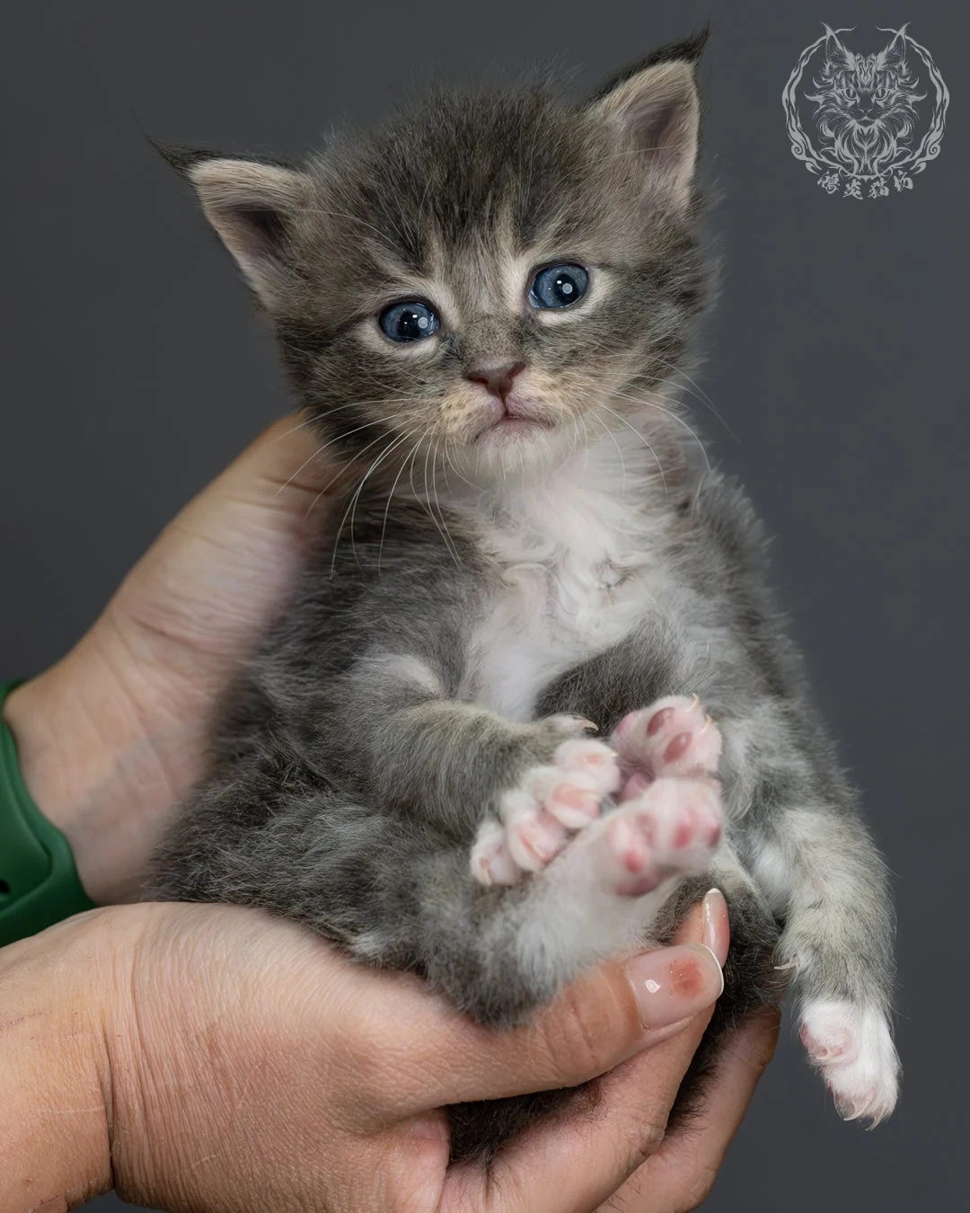 藍虎斑緬因貓 7