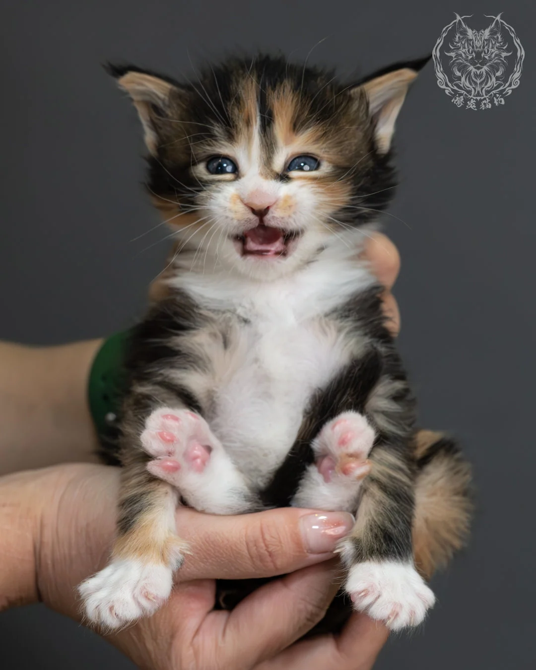 虎斑玳帽緬因貓 13