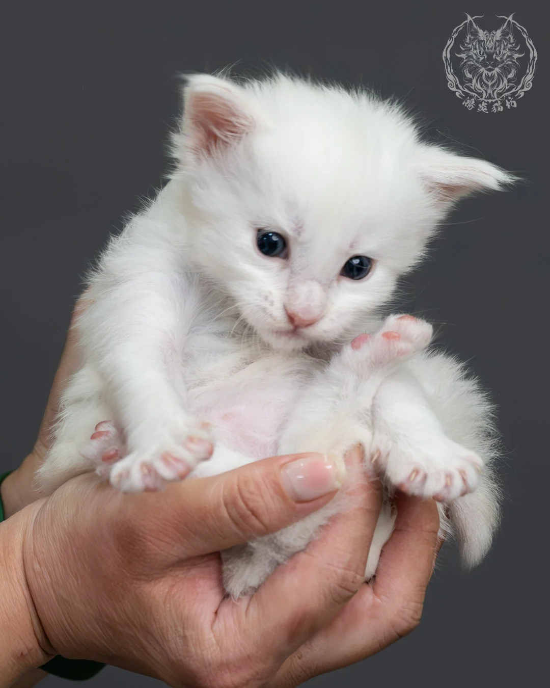 紅銀貝殼色緬因貓 11