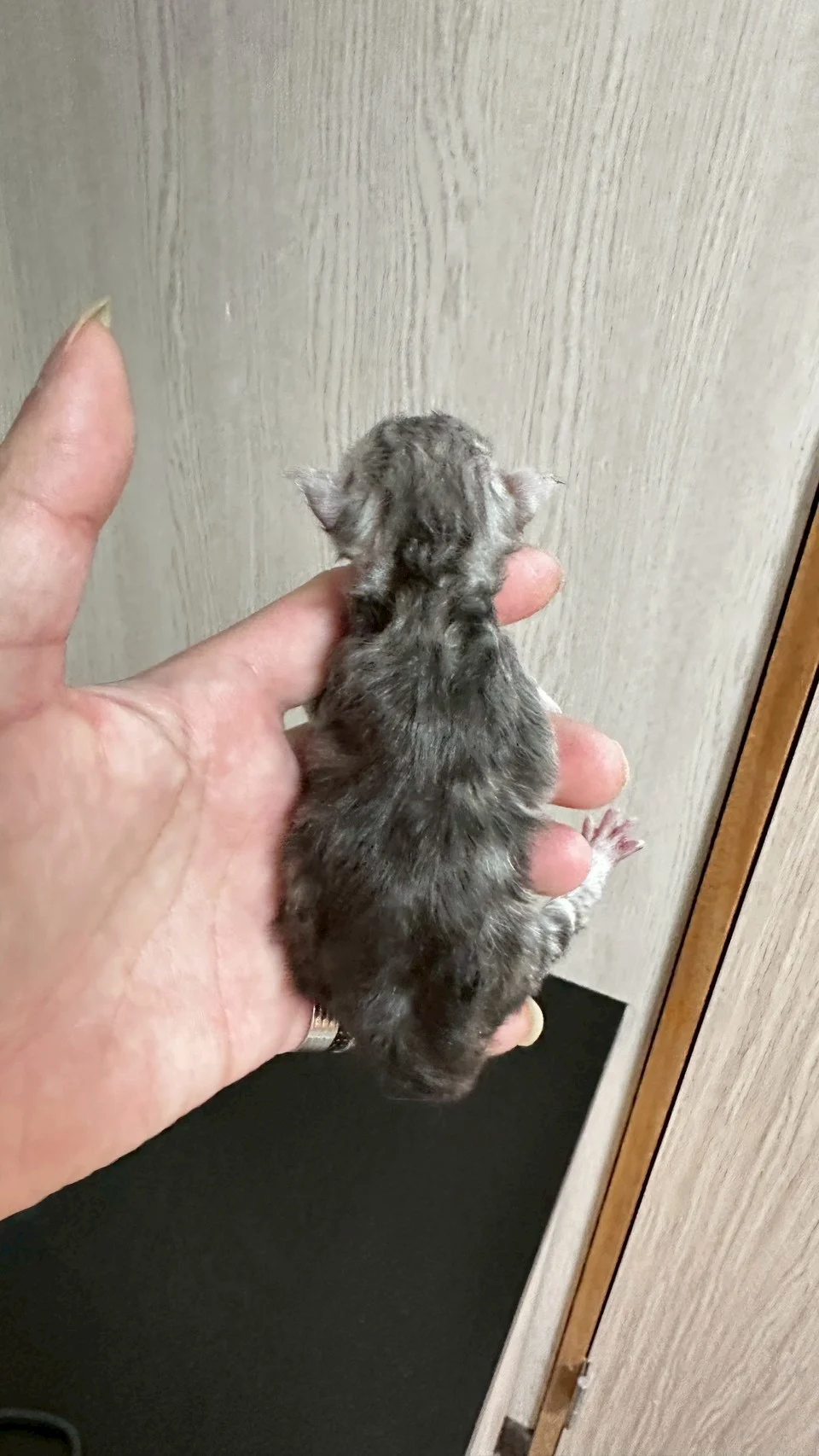 黑高銀虎斑緬因貓1天記錄