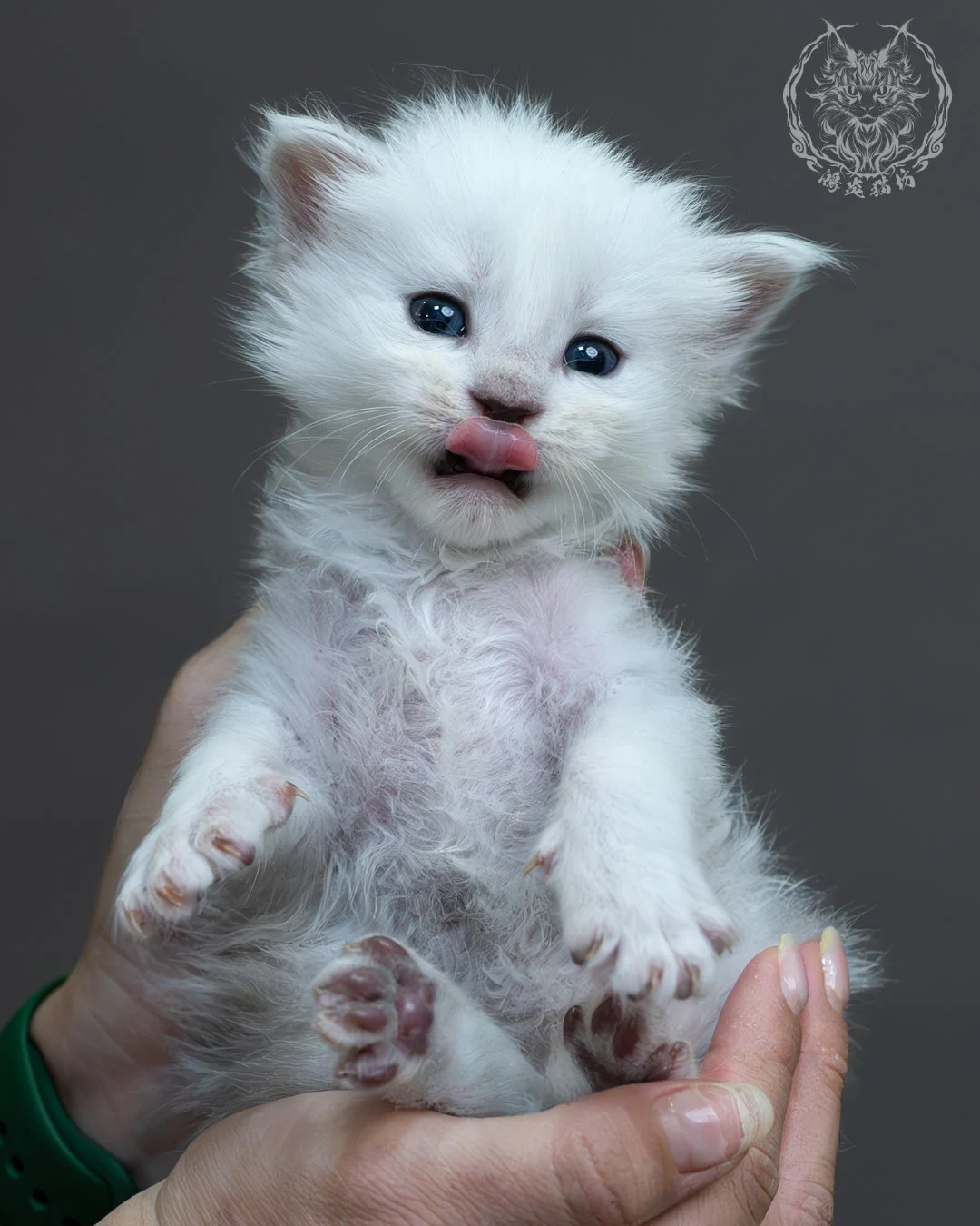 黑銀貝殼緬因貓 8