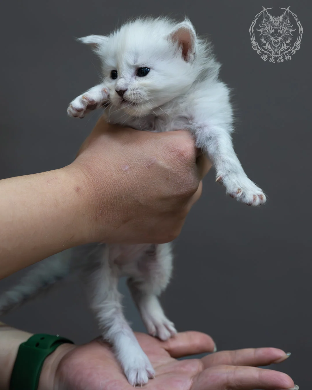 黑銀陰影緬因貓 5