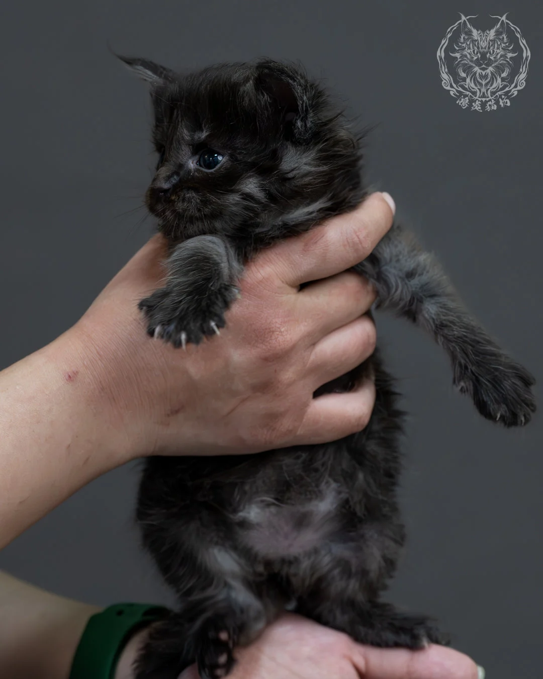 黑煙燻緬因貓 6