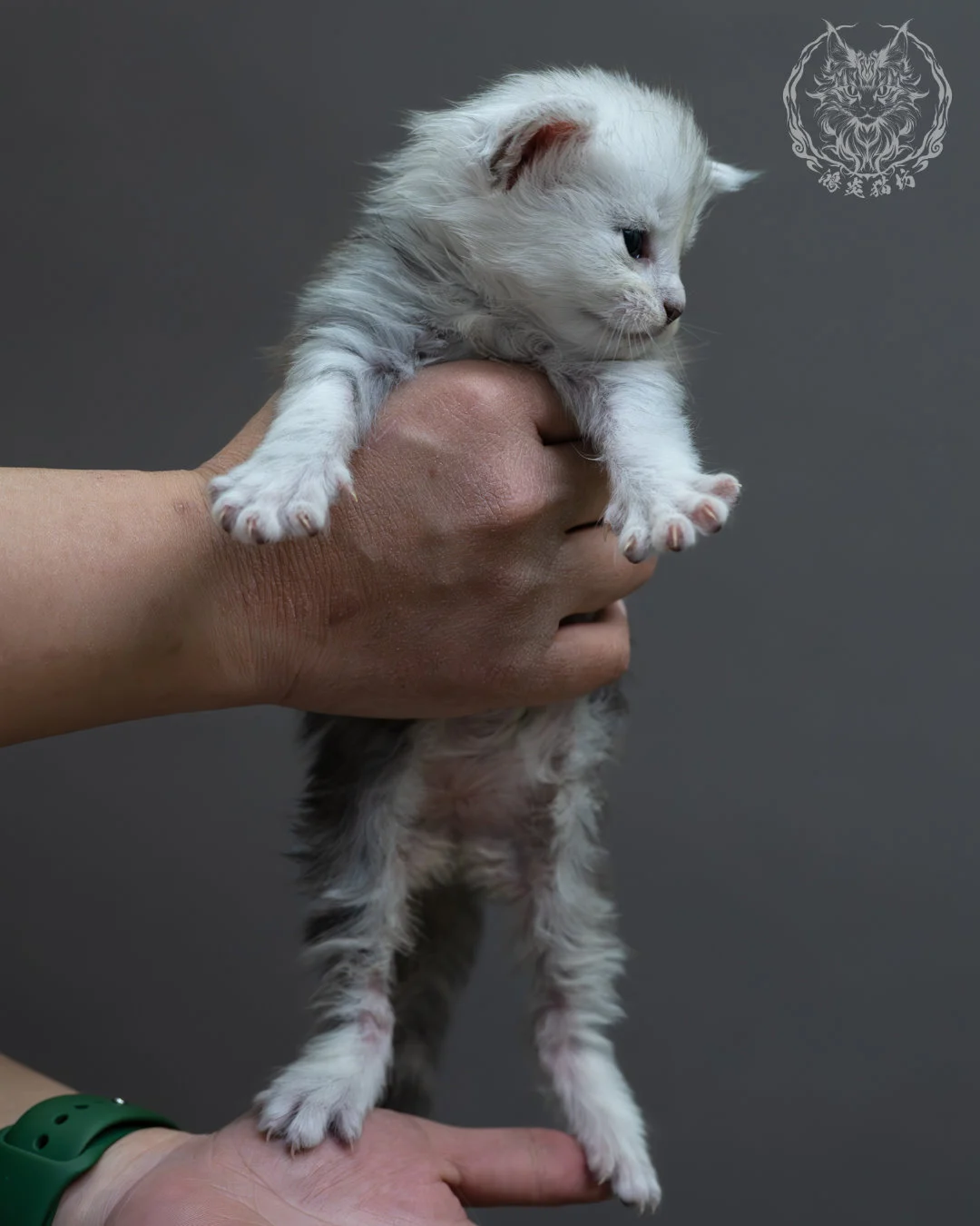 藍銀虎斑緬因貓 2