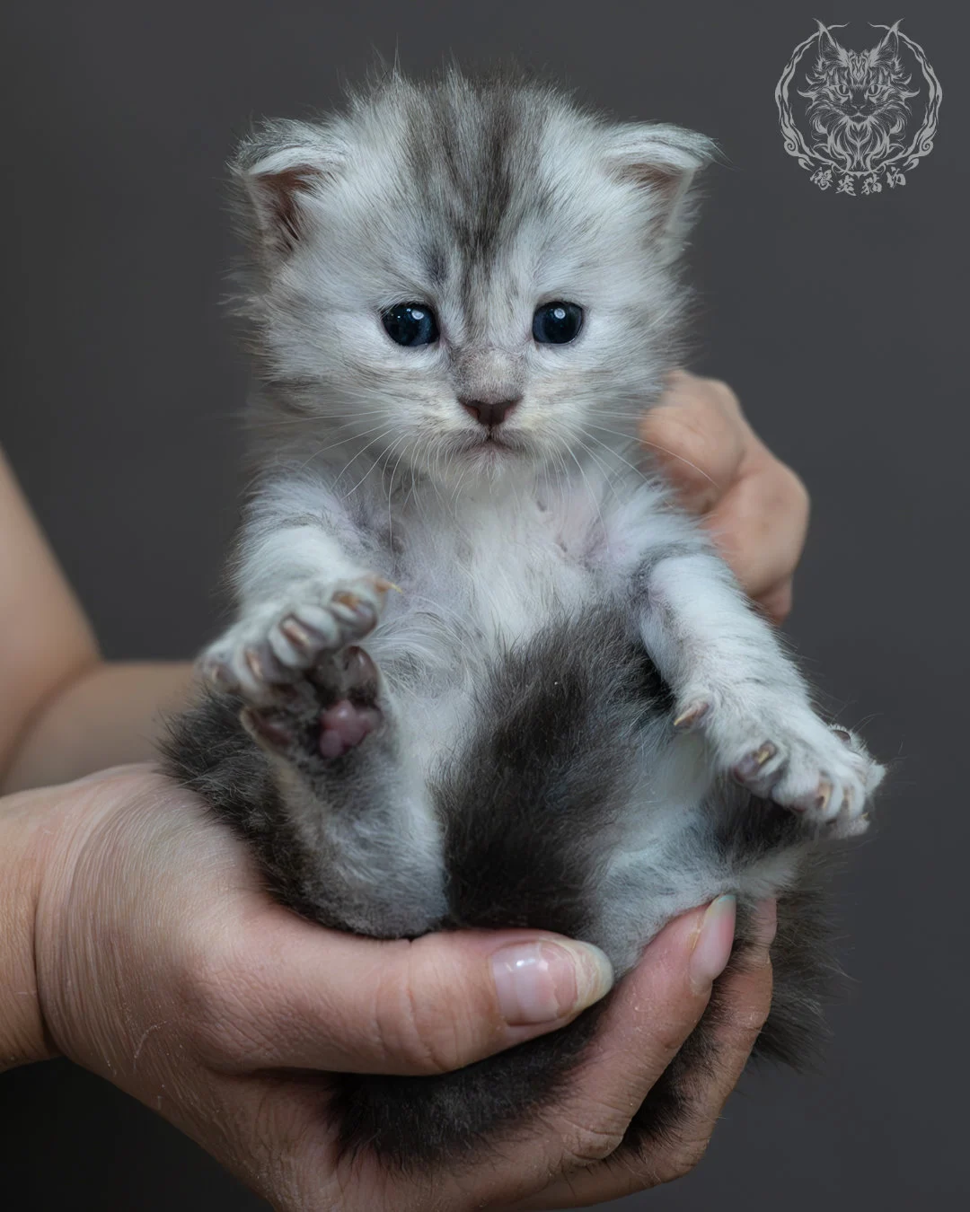 藍銀虎斑緬因貓 17