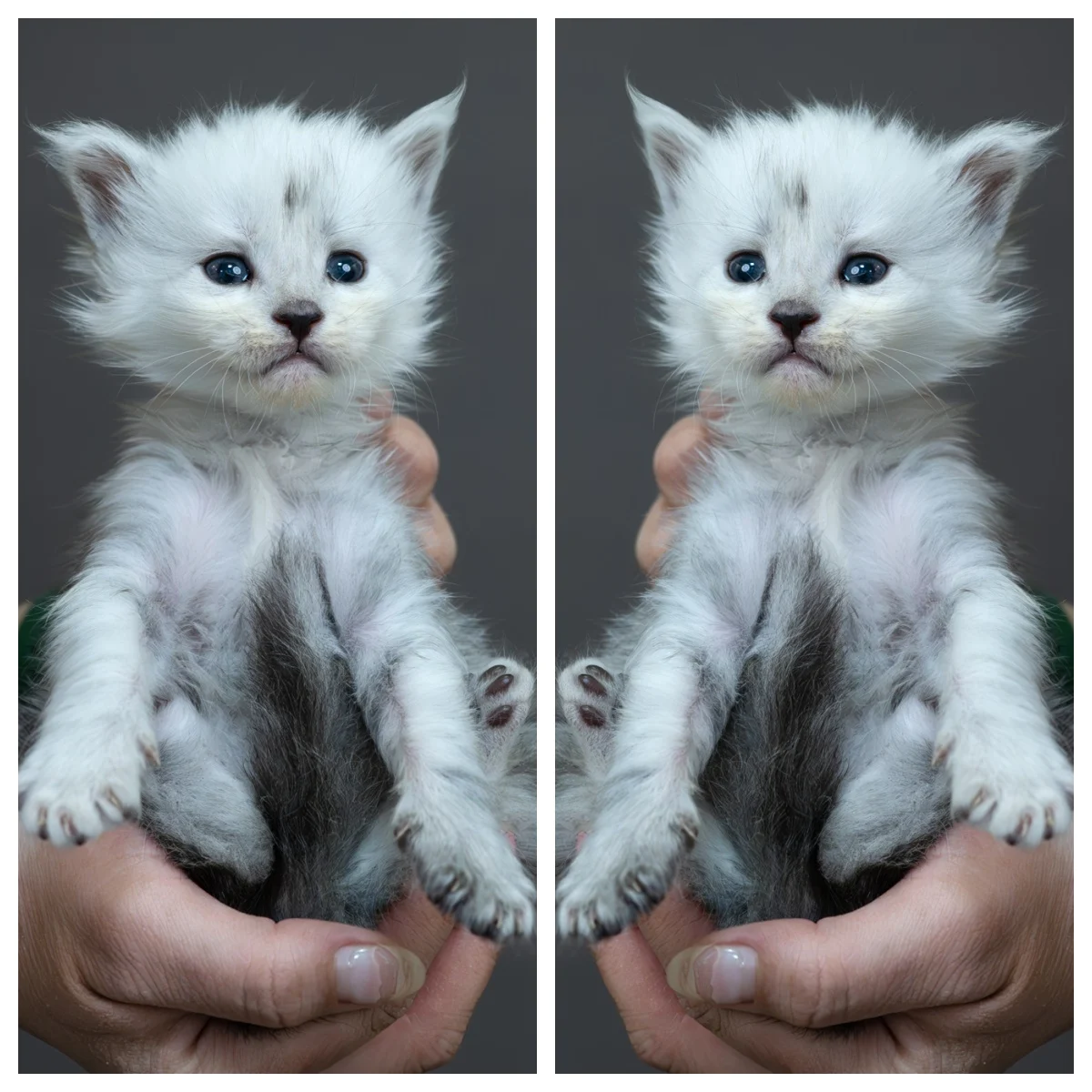 黑高煙緬因貓4周記錄