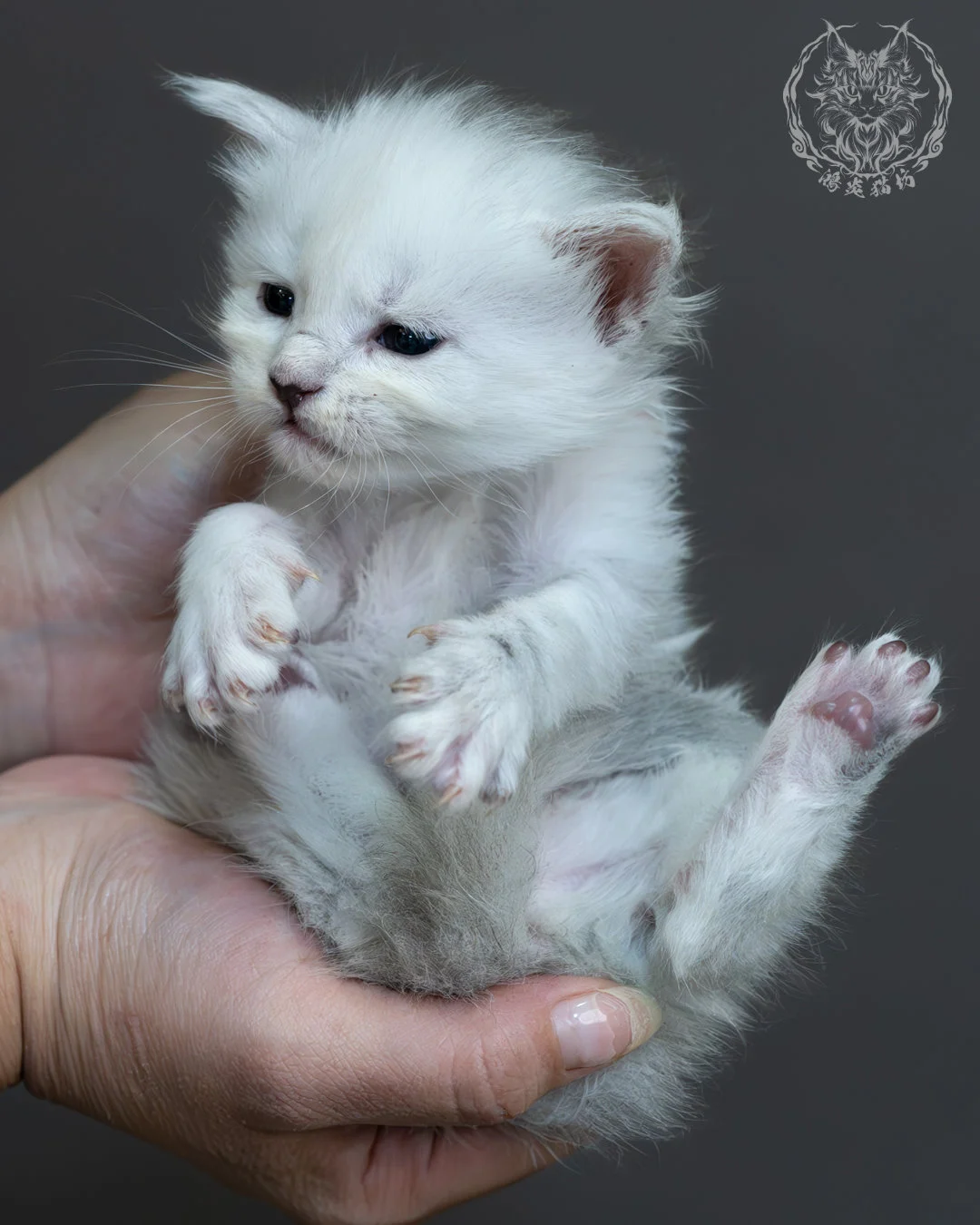 黑銀陰影緬因貓 15