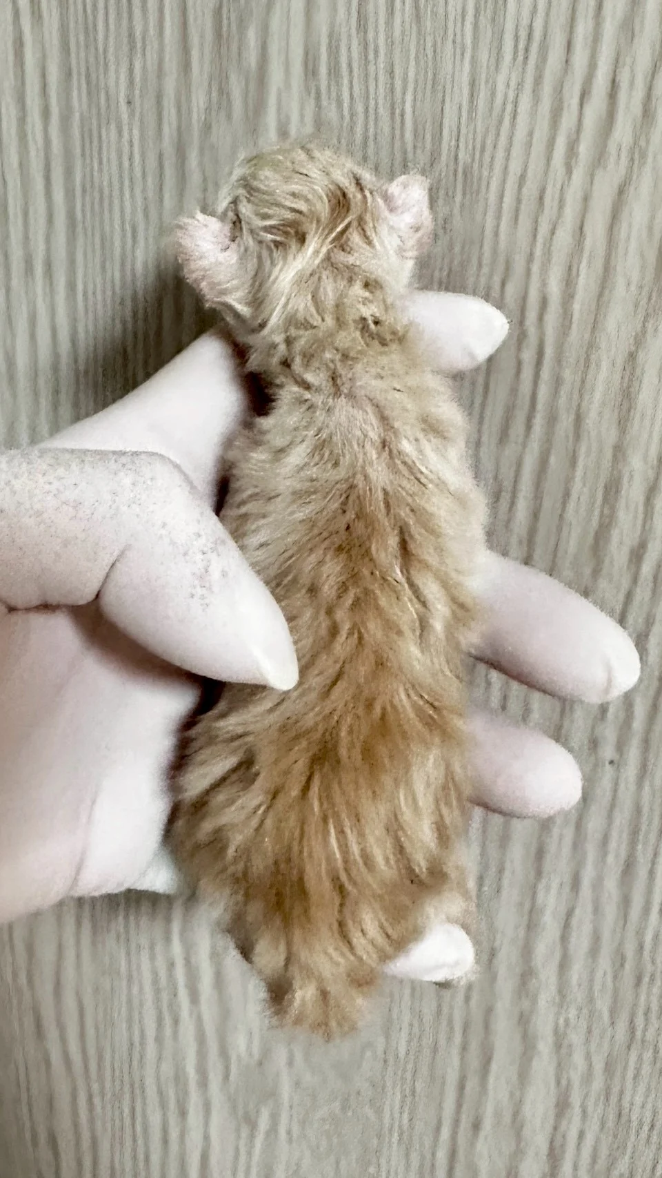 紅銀虎斑緬因貓1天記錄