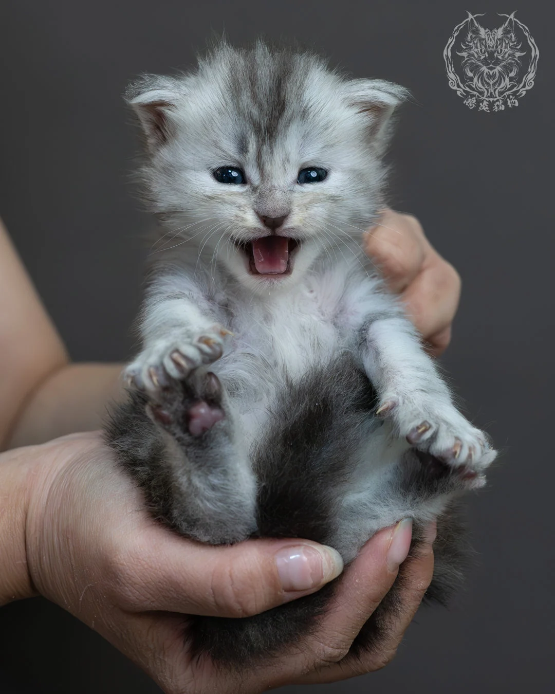 藍銀虎斑緬因貓 18