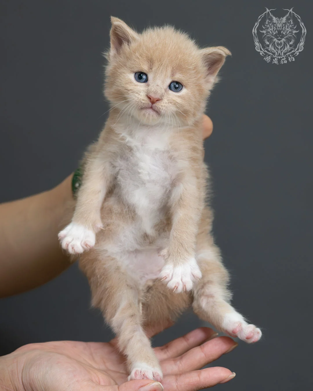 奶油虎斑緬因貓 11