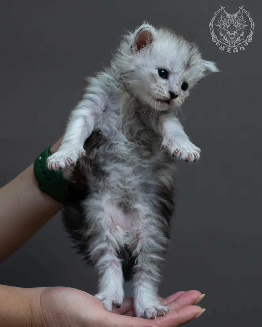 黑銀虎斑緬因貓 1