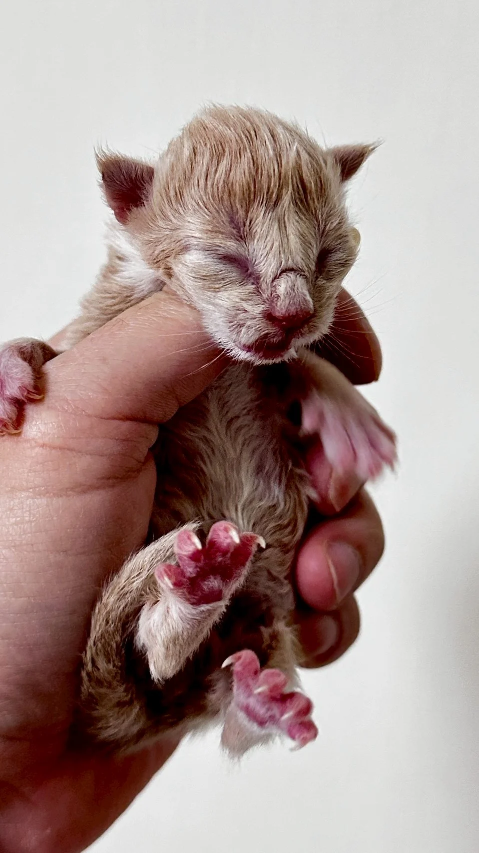 Line Album 2026331 260331 11