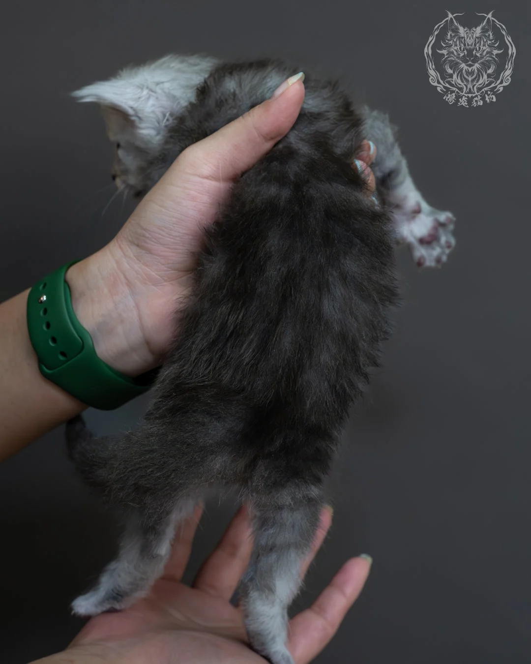 藍銀虎斑緬因貓 7