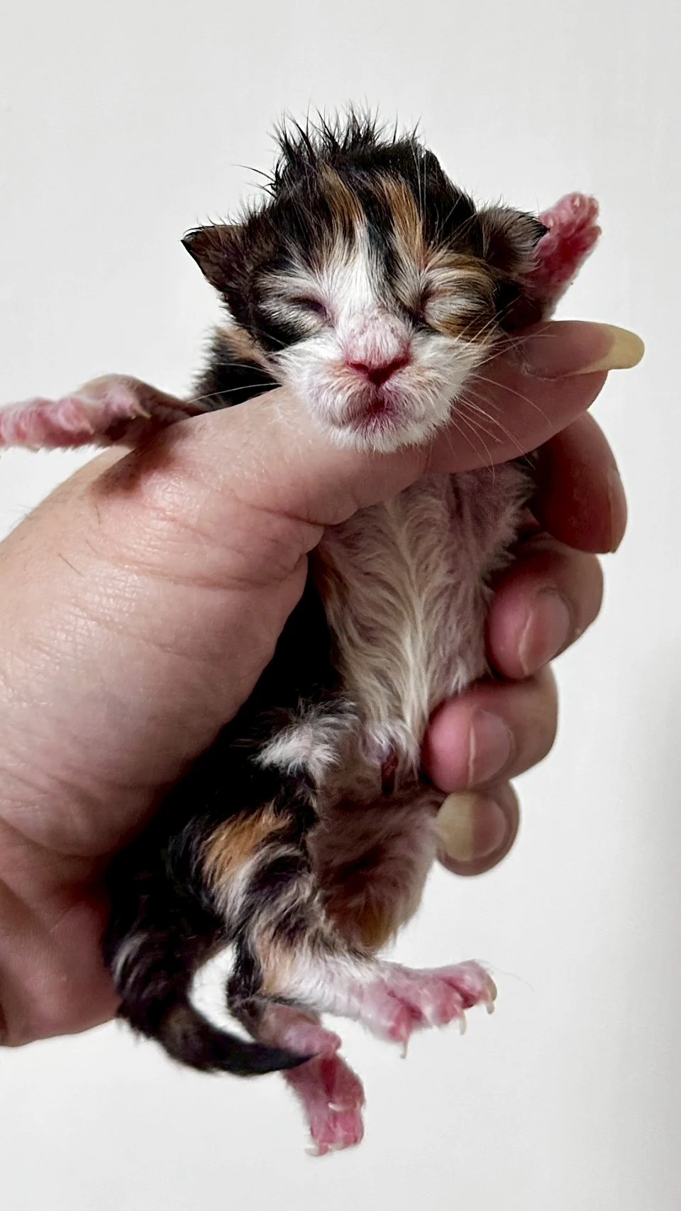 虎斑玳帽緬因貓1天記錄