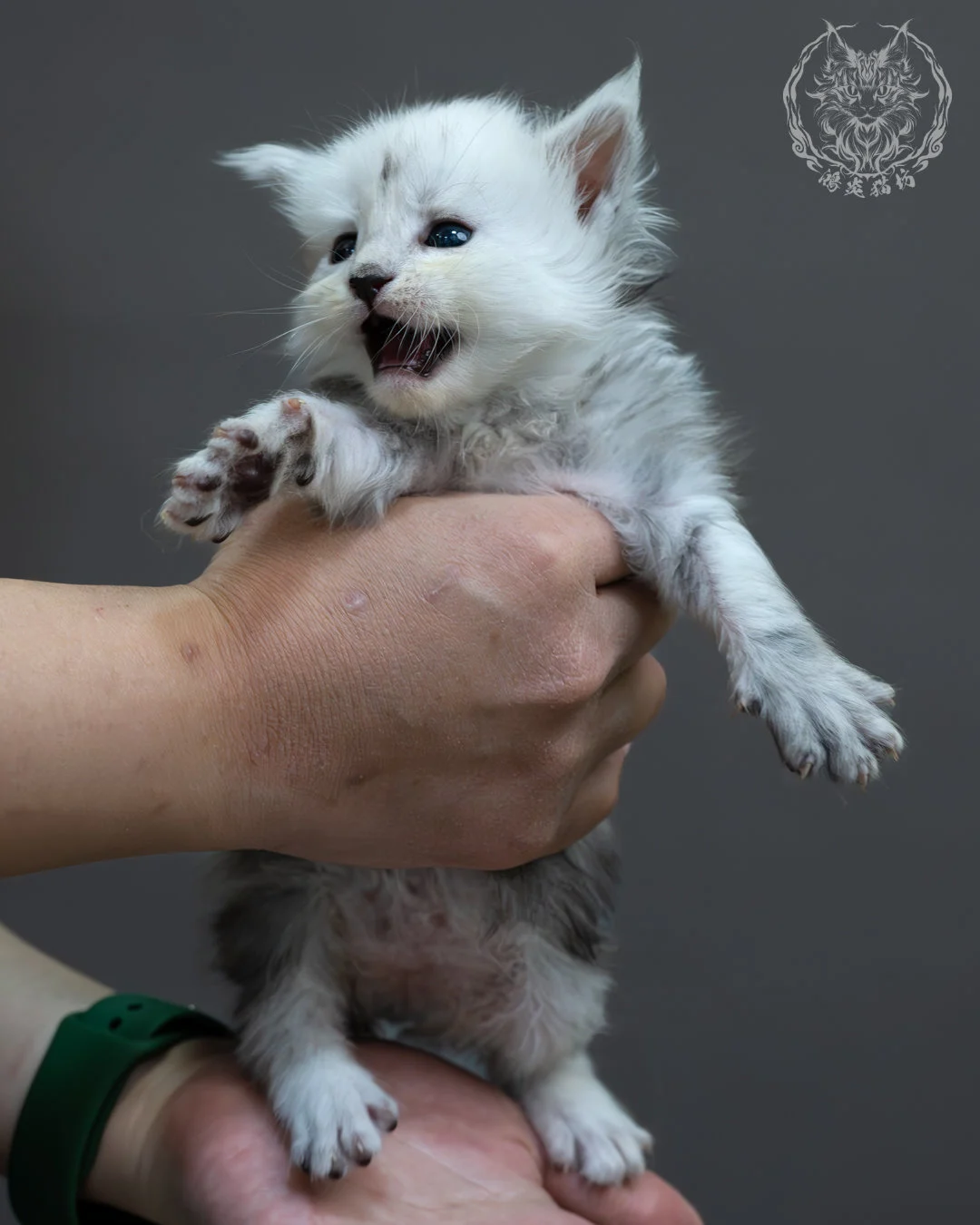 黑高煙緬因貓 9