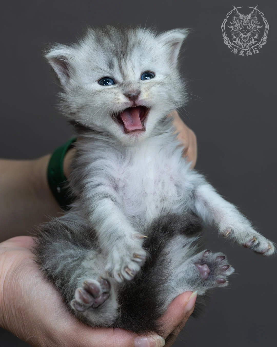 藍銀虎斑緬因貓 15