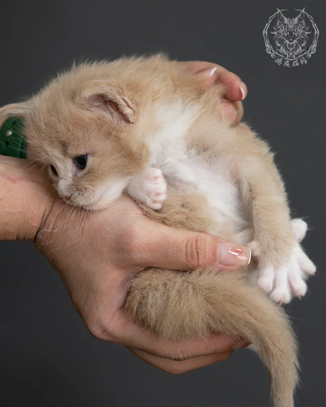 奶油虎斑緬因貓 16