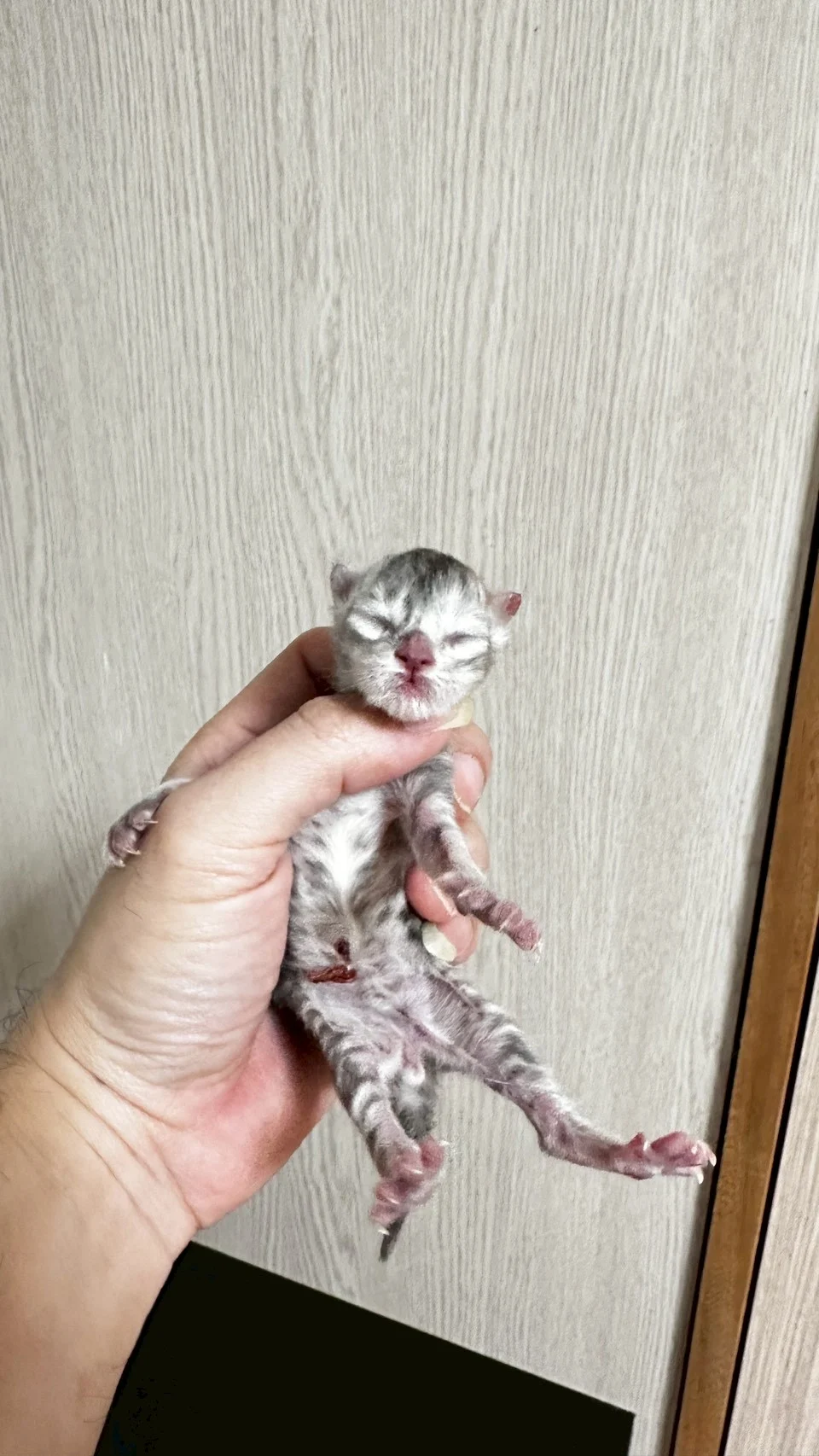 藍銀虎斑緬因貓1天記錄