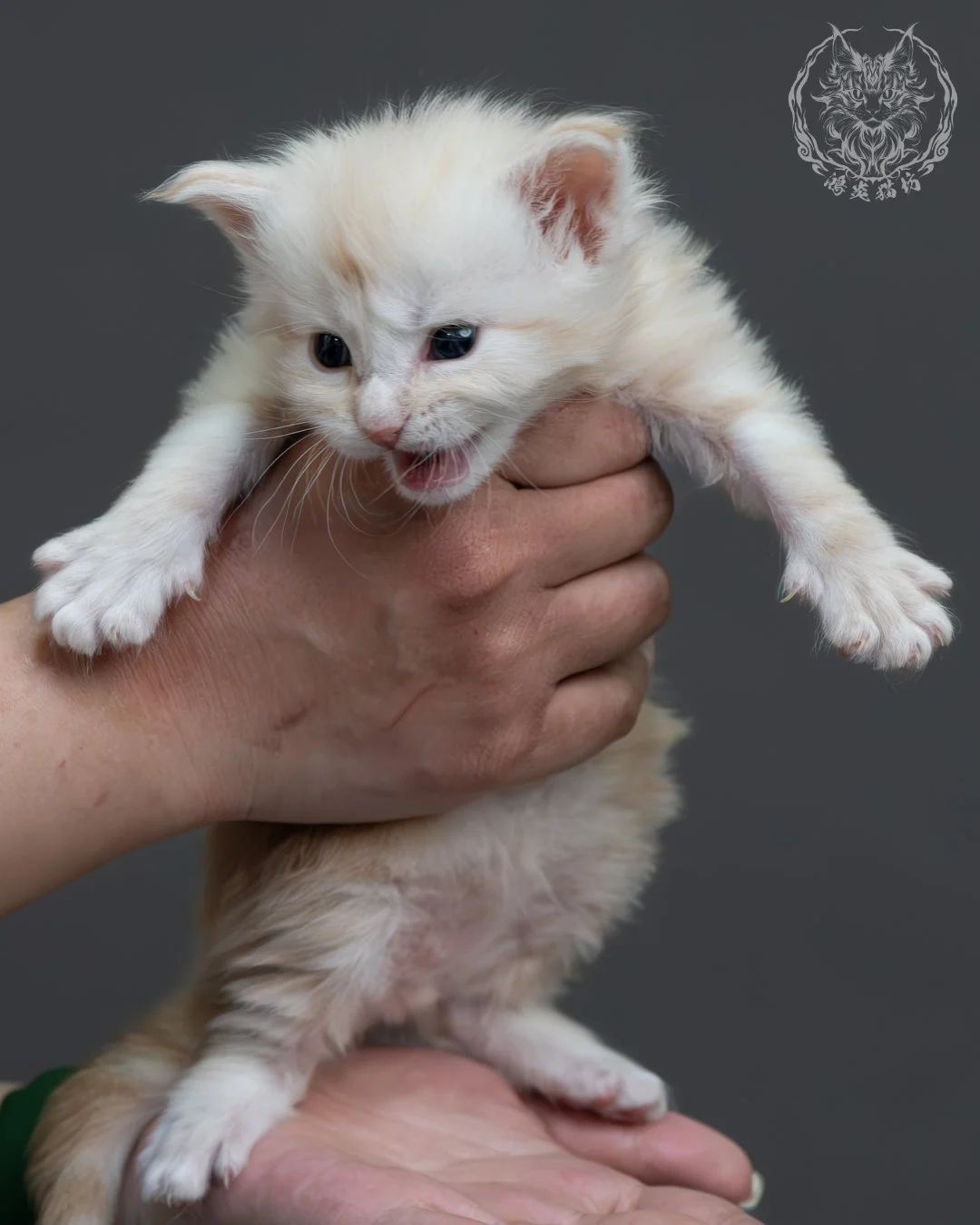 紅銀虎斑緬因貓 2