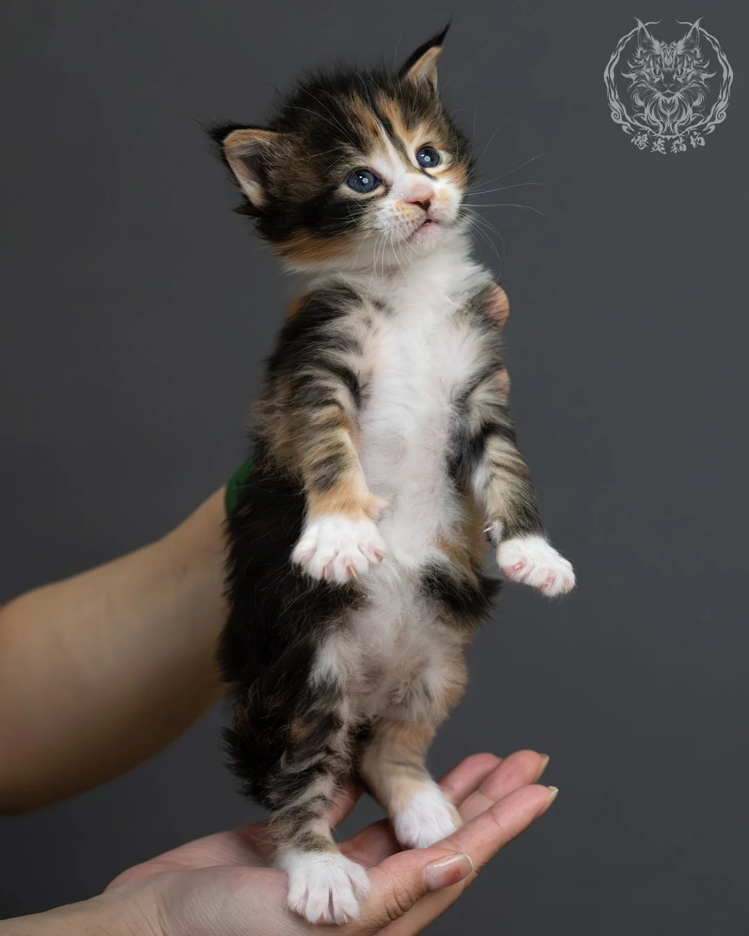 虎斑玳帽緬因貓 5