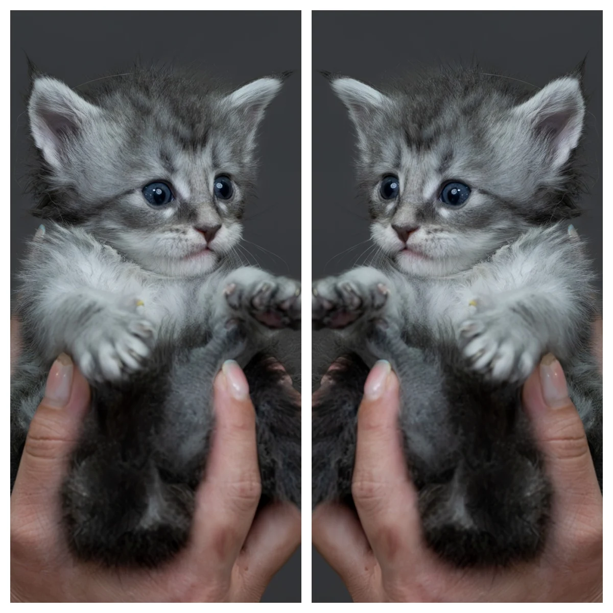 藍銀虎斑緬因貓