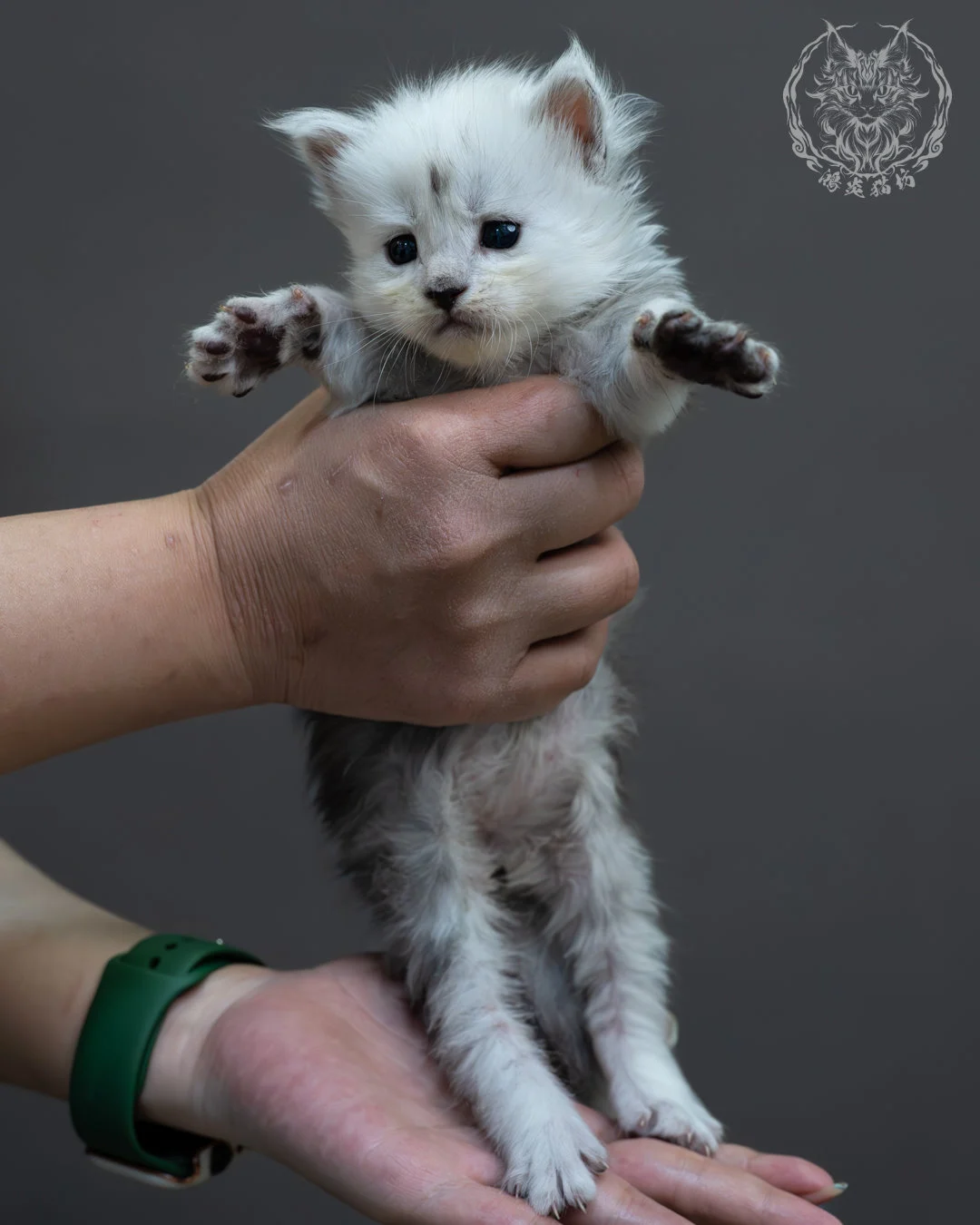 黑高煙緬因貓 4