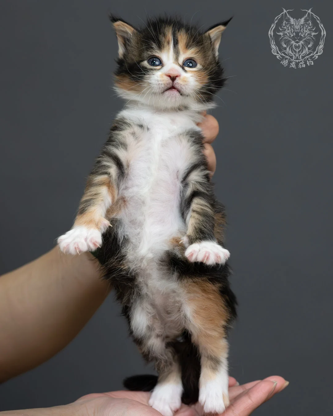 虎斑玳帽緬因貓 3