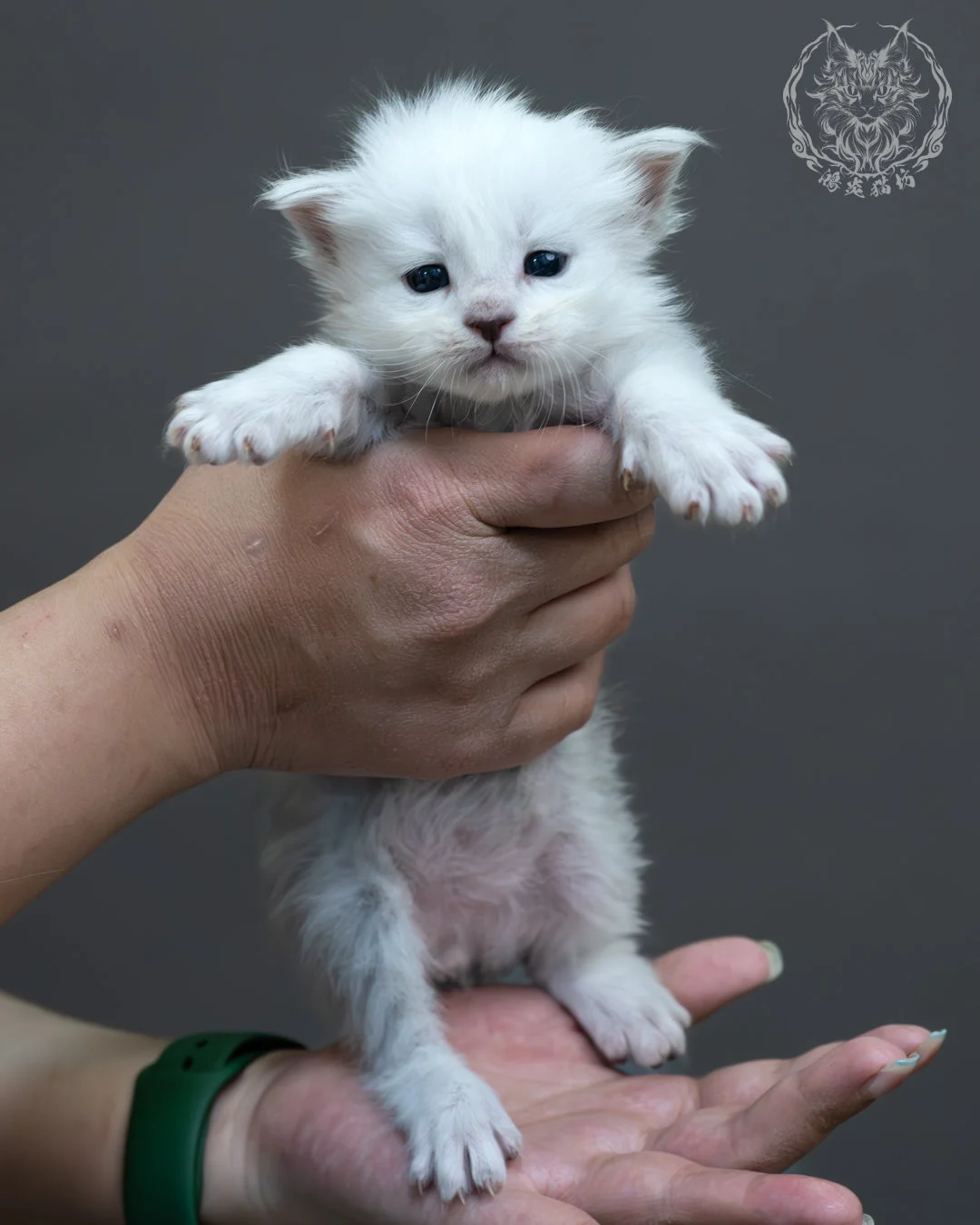 黑銀貝殼緬因貓 1