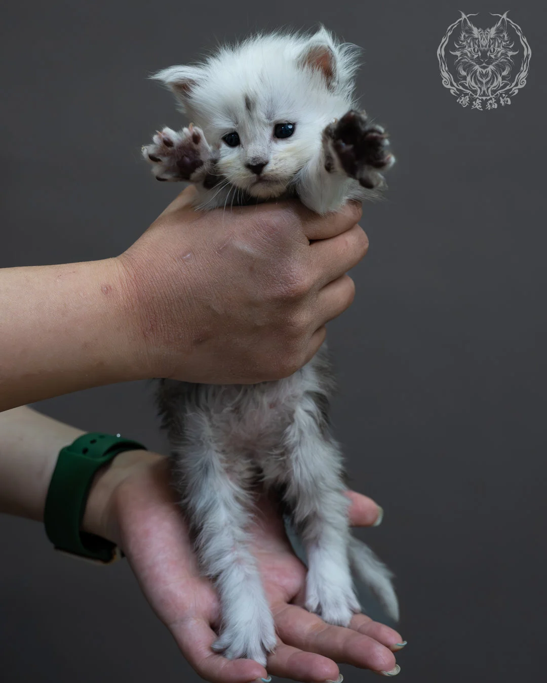 黑高煙緬因貓 7