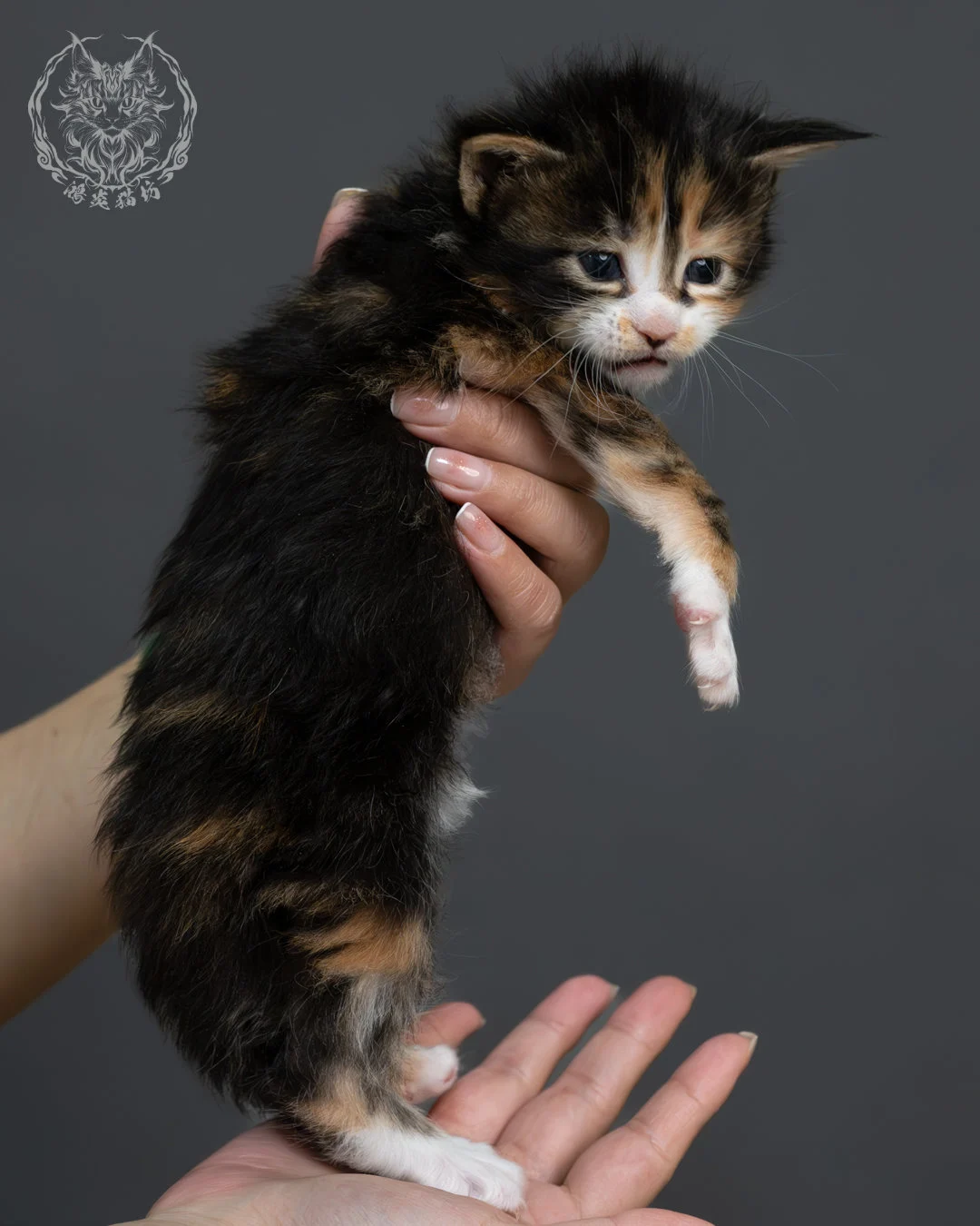 虎斑玳帽緬因貓 8