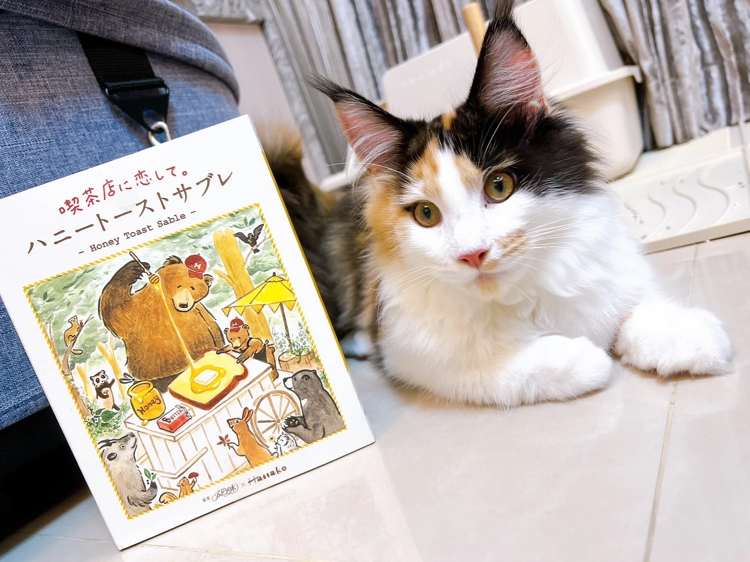三花緬因貓