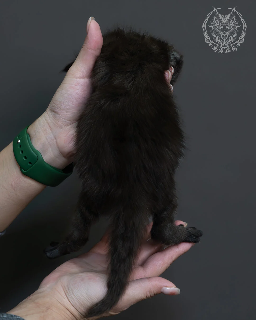 黑色緬因貓 7