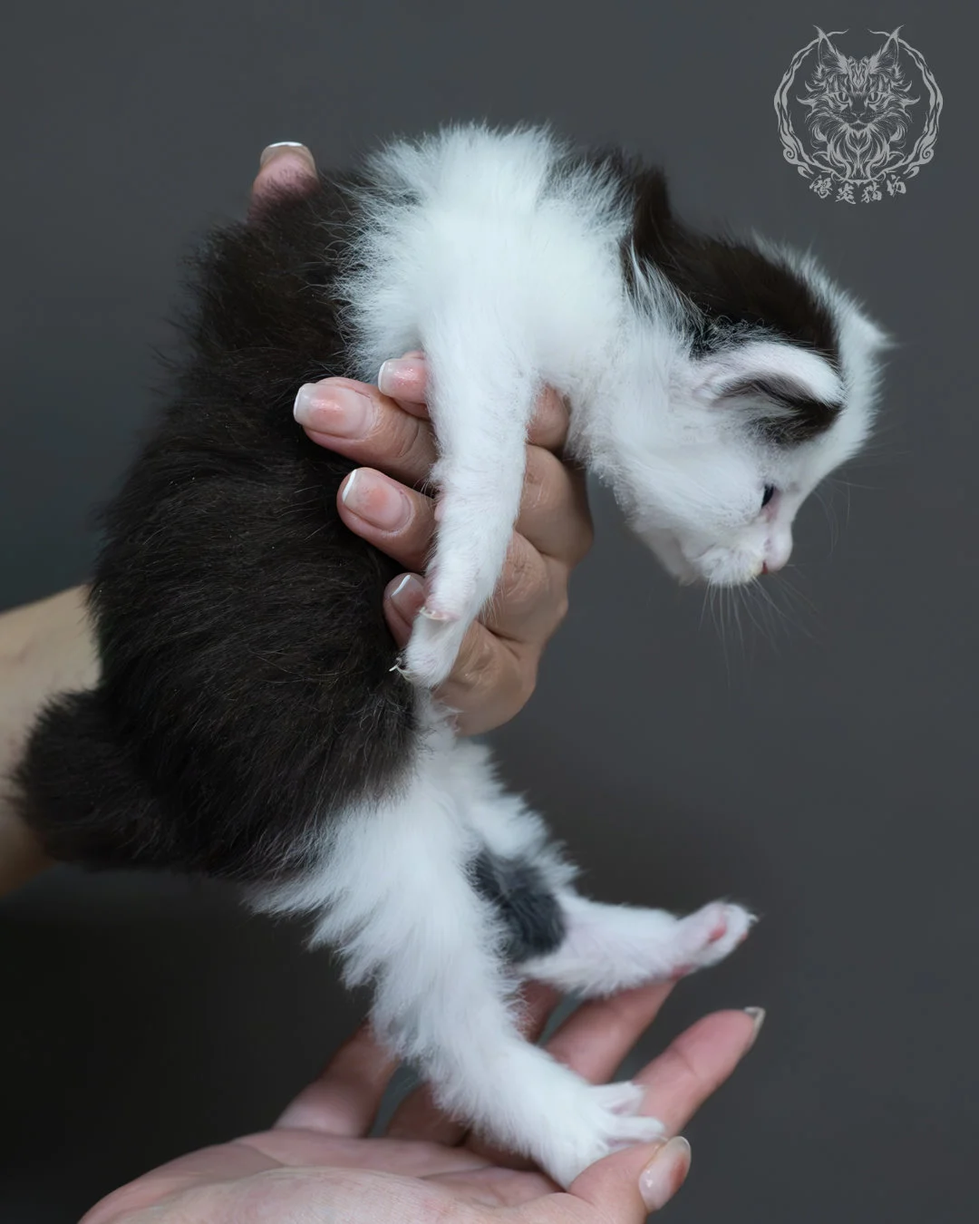黑白雙色緬因貓 3