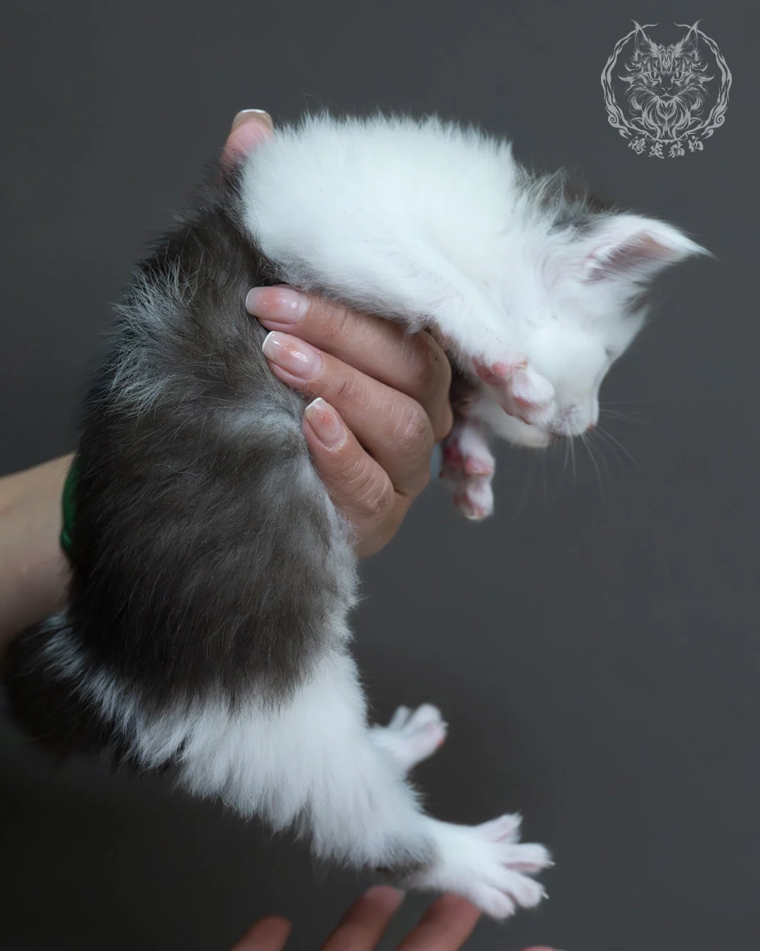 黑白雙色緬因貓 7