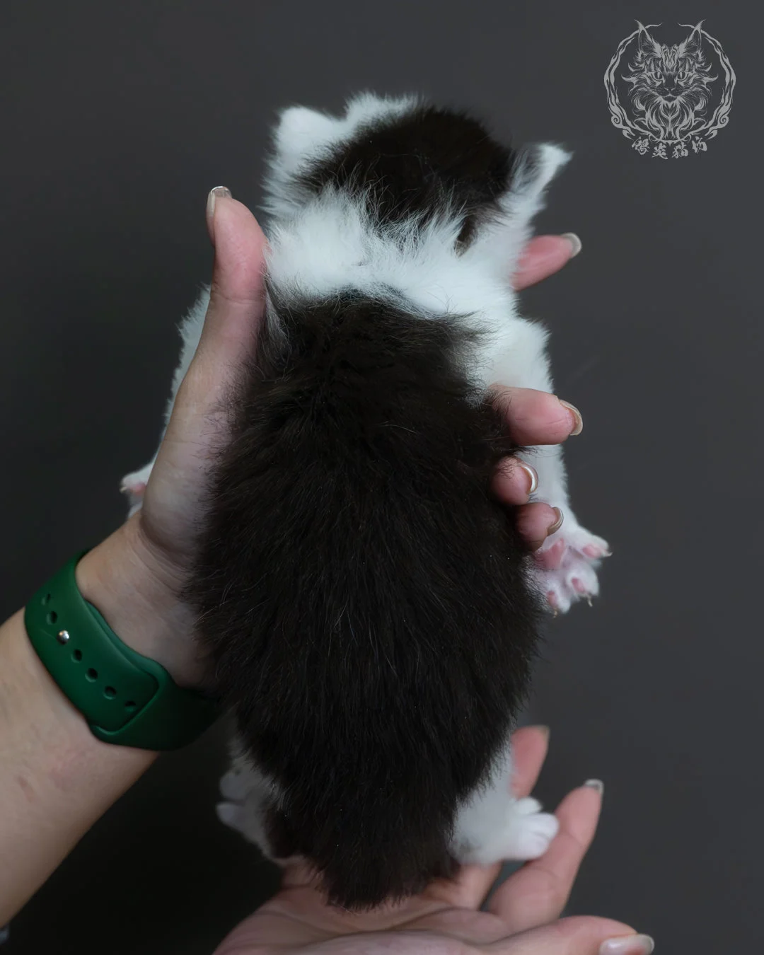 黑白雙色緬因貓 4
