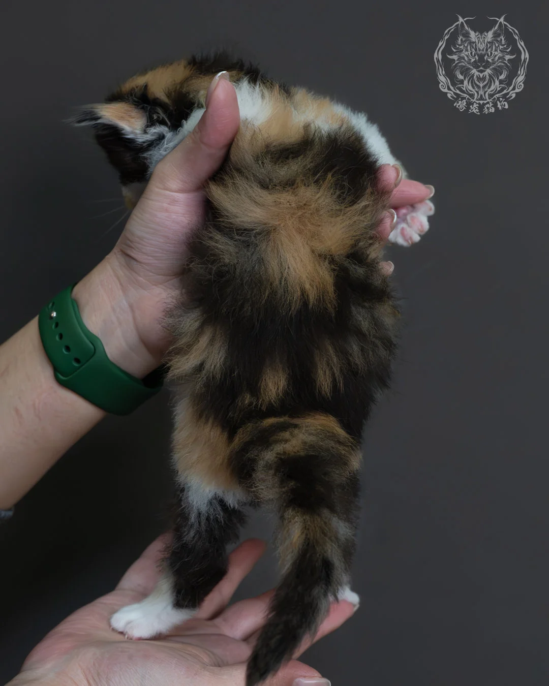 三花緬因貓 7