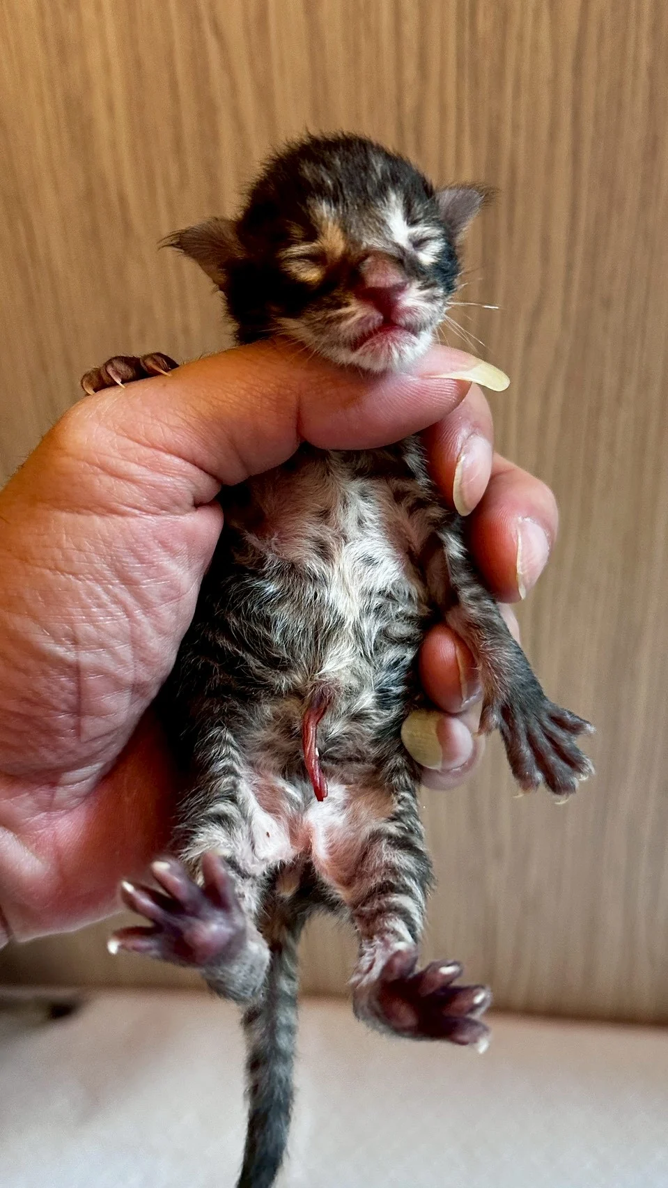 棕虎斑魚骨紋緬因貓1天記錄