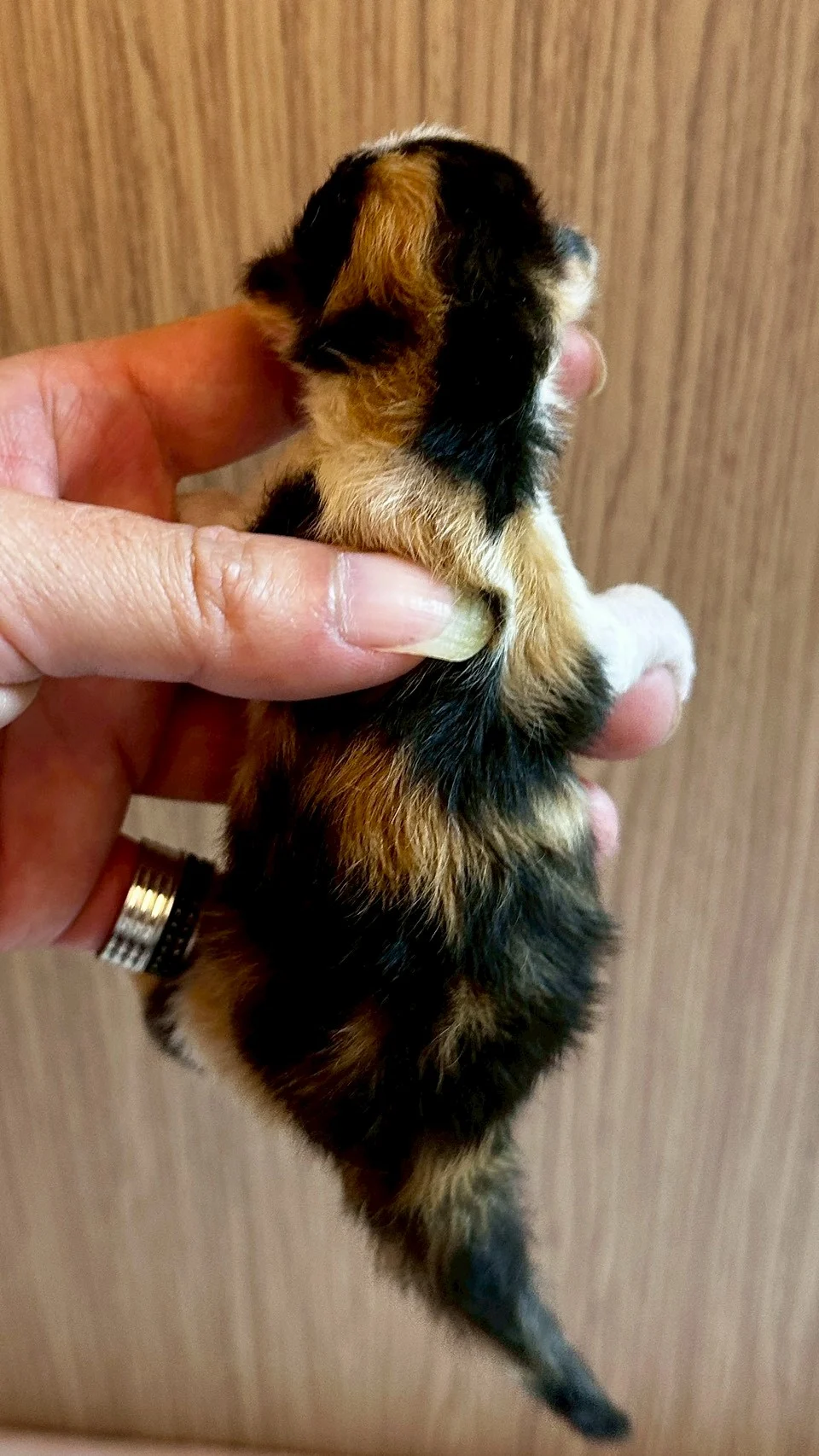 三花緬因貓1天記錄